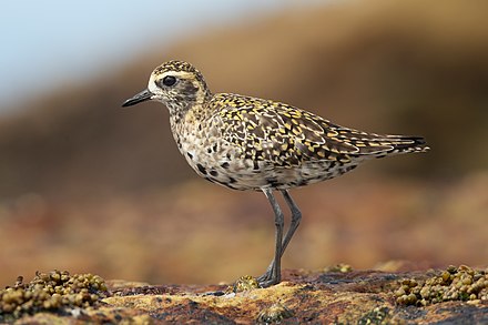 Pacific Golden Plover රන් ඔලෙයියන්