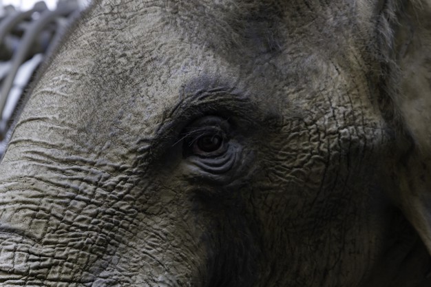 closeup-eye-elephant_181624-11550