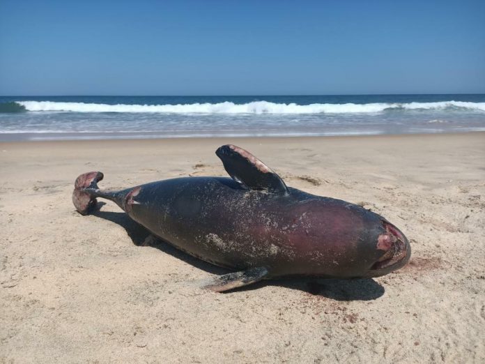 තල්මසුන් (2)