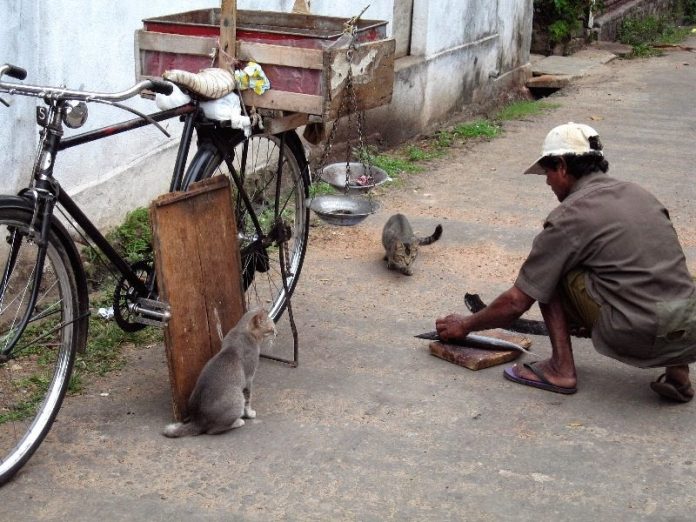 Fishmonger & Cats - Abayarama Lane