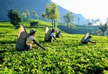 වසර දෙසීයක ඉතිහාසයක බර තවමත් උසුලන මලෛයහ ජනතාව, අධ්යාපනයෙන් අනාගතය සෙවූවත්, අවස්ථා සීමා වෙයි