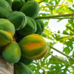 Carica papaya