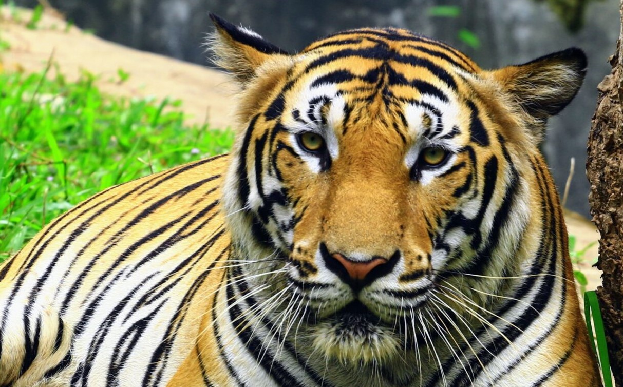 දෙහිවල සතුන් වත්තේ ව්‍යාඝ්‍ර මව මියයයි - Rata.lk