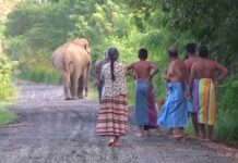 රජය මඟහරින අලි මිනිස් ගැටුමට විසඳුමක්