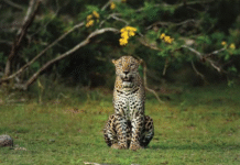 “රාත්රියේ ඉන්ද්රජාලිකයෝ” මෙරට බිළාල පවුල ගැන දැනගන්න