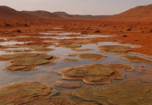 අඟහරු මත ජීවය පැවති බව විද්යාඥයෝ තහවරු කරති