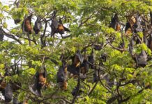 වවුලන්ගෙන් මී උණ පැතිරෙන බවට නව හෙළිදරව්වක්!