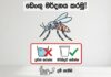 වසරේ මේ දක්වා ඩෙංගු මරණ 13ක්!