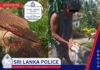 බළලෙකුට හිංසා කළ තරුණයින් දෙදෙනා අත්අඩංගුවට