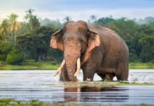 දළ ඇතුන් සිතුවමකට පමණක් සීමා වෙයිද? කාවන්තිස්සගේ මරණය දෙන අවසන් අනතුරු ඇඟවීම!